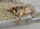 собака на сене