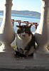 cat-Matroskin