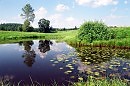 Зацветают кувшинки