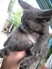 Коктебельский милаш