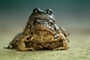 frogs in love