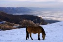 Небесные кони 2