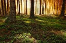 Про солнечный денек и заячью капусту