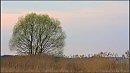Африка. Баобаб. Как-будто)