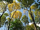 Ласковая осень