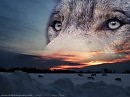 Волчья (муз. и вокал - Игорь Евдокимов) Квартирник в Твери
