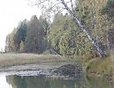 Кривая берёза