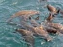 playing seals