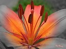 Lilium bulbiferum