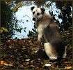 Опя-я-ять осень! (стихи Ю.Васильева)