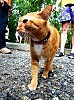 Все тот же рыжий кот