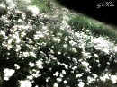 Словно во сне