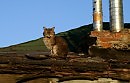 котофей