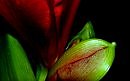 Flower of love