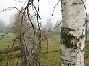 Сиротливая березка.