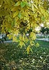Из серии "Фотозарисовки": Приход Осени...