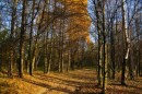 Золотая осень