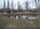 Пруд с заглохшей ряской... Осень