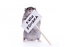 Ну,  купии хомякааа!!!!!!