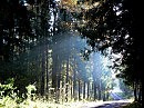 по лесной дороге