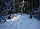 в зимнем лесу