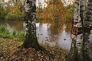 Берёзы