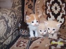 Котята...