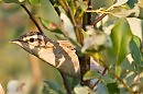 Камышевка-барсучок ( Acrocephalus shoenobaenus )