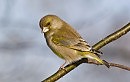 Лесная Канарейка ( Carduelis chloris )