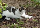 Кошки-мышки