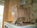 Новогодний талисман