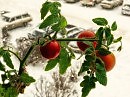 "Пинокио"