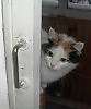 А вот и ГОД КОТА за окном замаячил!