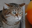 Охота на голубя 1