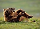 ПАРОДИЯ  И возрастает сильно вероятность..