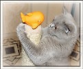 Кот и кит