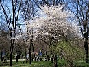 Весенние строчки