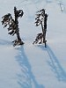 СПОРИЛИ ДВОЕ СИНИМИ ТЕНЯМИ...