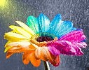 Чёрная вилась дорога.М.Сазанова В.Прокопчук.А.Ахматова.