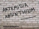 ПОЛЫНЬ - Акустика.Часть2