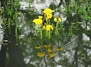 Из серии "Фотозарисовки": Весенние акварели. Растущие из воды...
