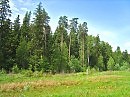 Опушка леса