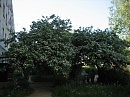 перед домом