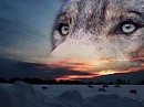 Монолог волчицы...( стихи Галины Стрелковой)