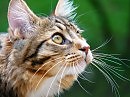 Кот Василий кушать хочет