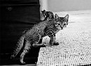 Из подсмотренного про котов.