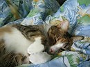 Кошка лапкою задела