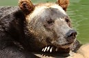 ПАРОДИЯ  Я Блин, поэт. Пишу всегда о главном.
