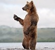 ПАРОДИЯ  Гуляю аллеей по сердца веленью..
