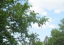 Я подарю вам